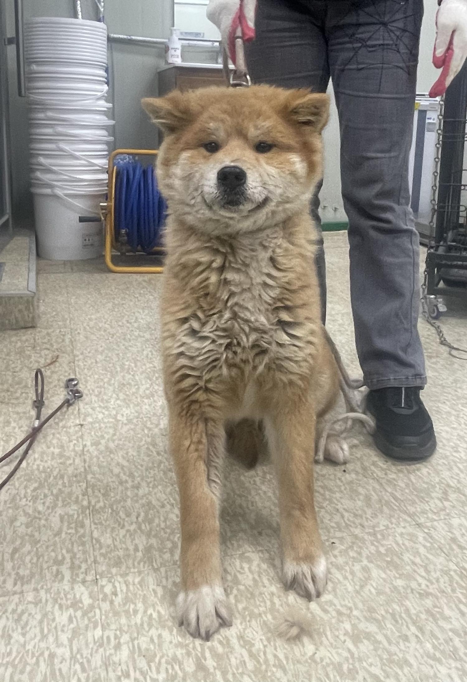 남양주시동물보호센터_441399202400633